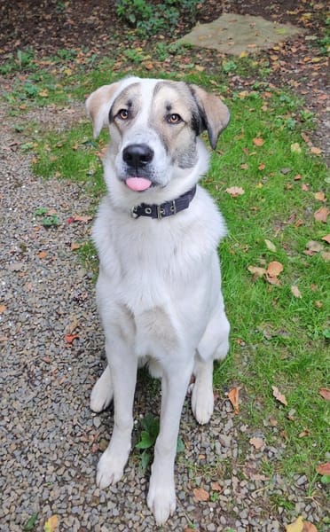 Maximus sucht erfahrene Menschen