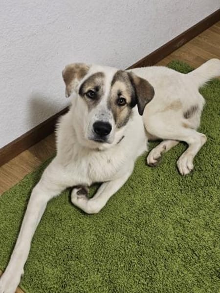 Maximus sucht erfahrene Menschen