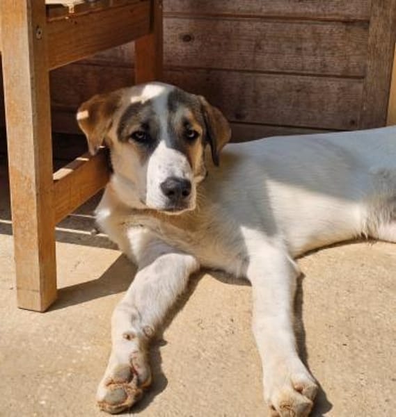 Maximus sucht erfahrene Menschen