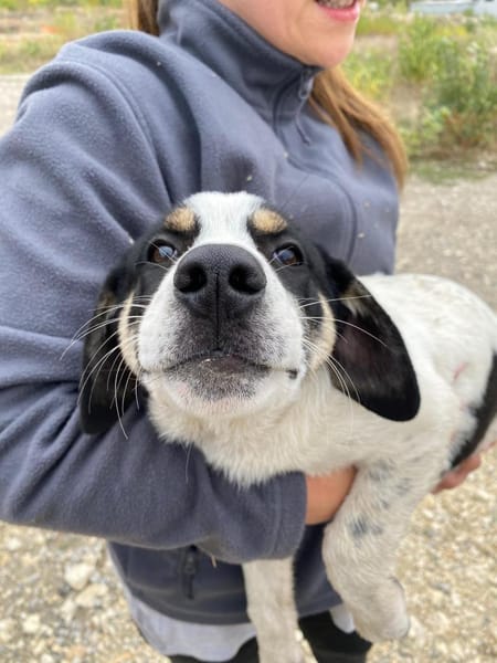 Pearl - 68799 Reilingen