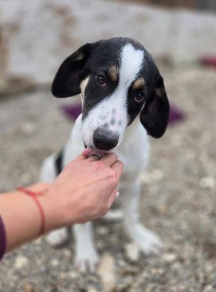 Pearl - 68799 Reilingen