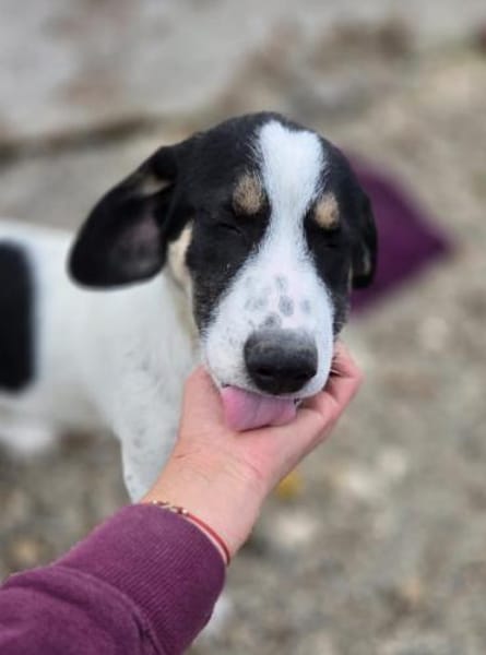 Pearl - 68799 Reilingen