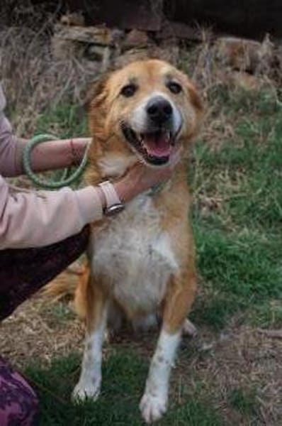 Rocco -  76689 Karsdorf