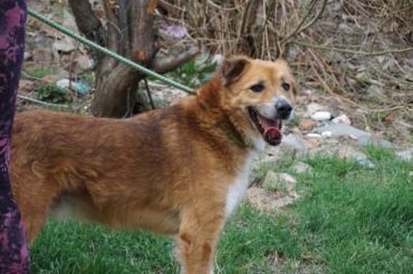 Rocco -  76689 Karsdorf