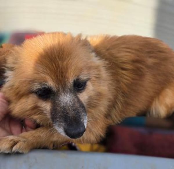 Lotti kleine Oma - 76661 Philippsburg