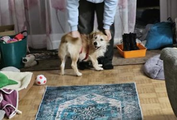 Bary - in Nürnberg auf Pflegestelle