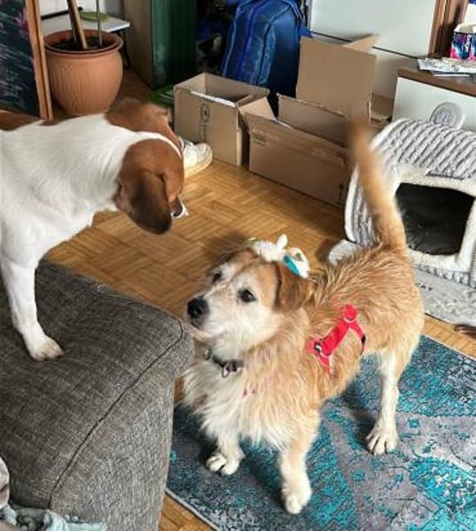 Bary - in Nürnberg auf Pflegestelle