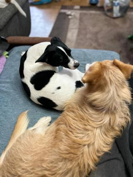 Bary - in Nürnberg auf Pflegestelle