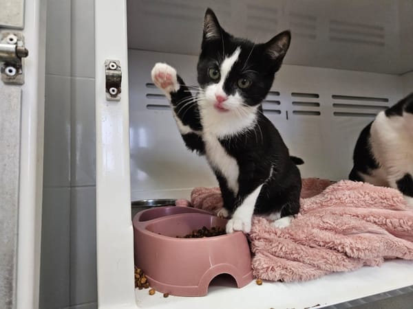 BIBI (adoption en duo avec Boubou)