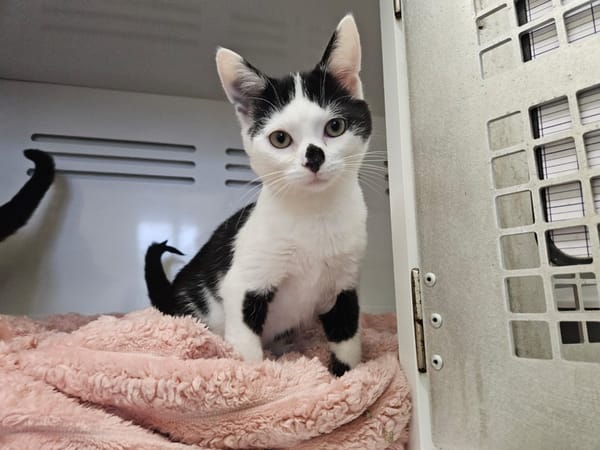 BOUBOU (adoption en duo avec Bibi)