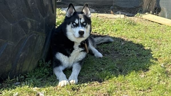 TYSON QCN (réservé)