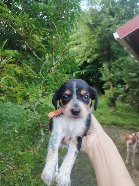 PLUME, joli bout de chou