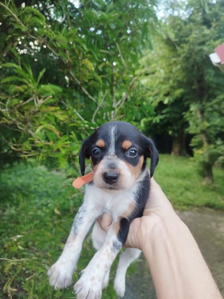 PLUME, joli bout de chou