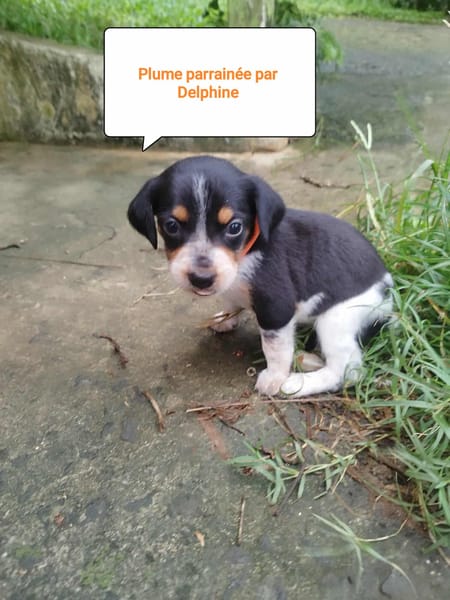 PLUME, joli bout de chou