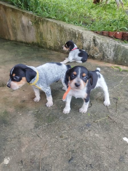 PLUME, joli bout de chou