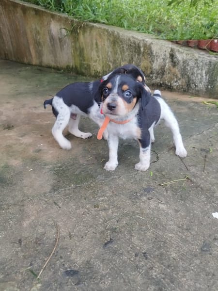 PLUME, joli bout de chou