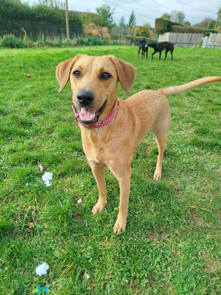 Dixy lla joyeuse et dynamique louloute