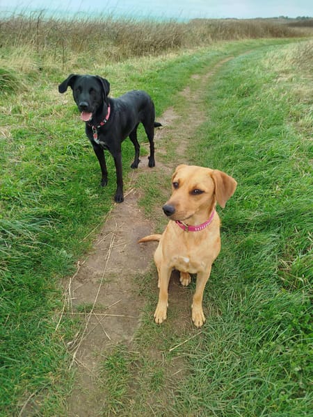 Dixy lla joyeuse et dynamique louloute