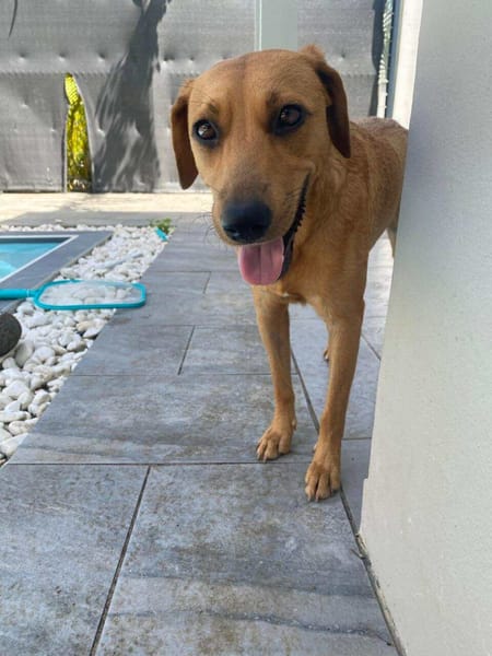 Dixy lla joyeuse et dynamique louloute