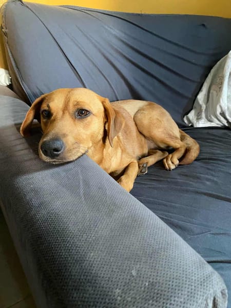 Dixy lla joyeuse et dynamique louloute