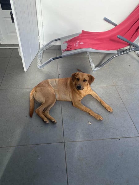 Dixy lla joyeuse et dynamique louloute