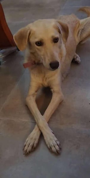 Suzie la douce et belle louloute