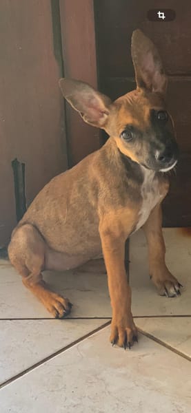 TANINA la malicieuse