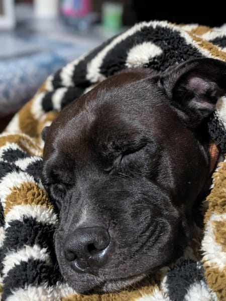 Paty, la créole en Normandie