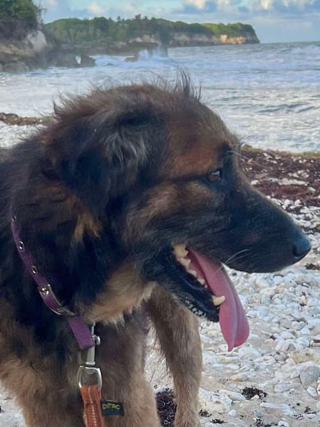 Bobby, un créole qui cherche sa famille