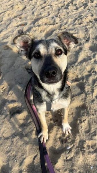 TIRANA * Sonnenschein auf vier Pfoten