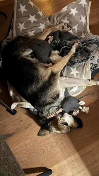 TIRANA * Sonnenschein auf vier Pfoten