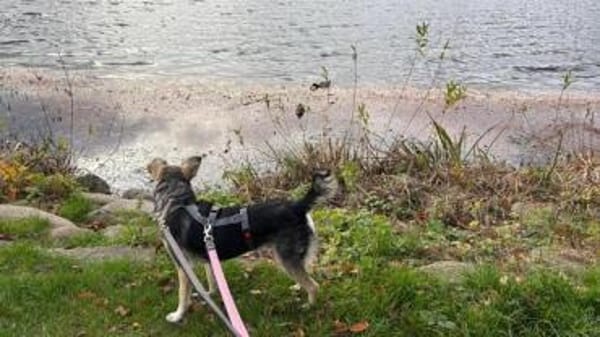 TIRANA * Sonnenschein auf vier Pfoten