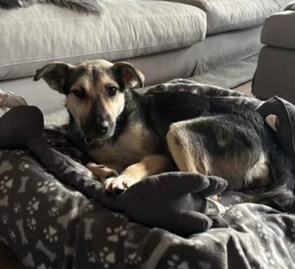 TIRANA * Sonnenschein auf vier Pfoten