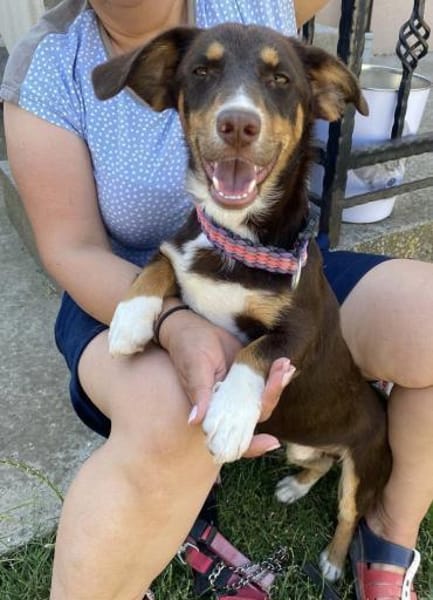 FERRIS - geb. 08/2024 - ca. 35cm/9kg