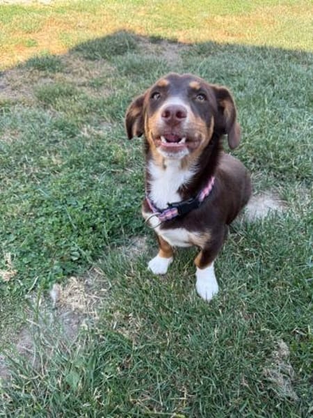 FERRIS - geb. 08/2024 - ca. 35cm/9kg