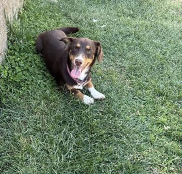 FERRIS - geb. 08/2024 - ca. 35cm/9kg