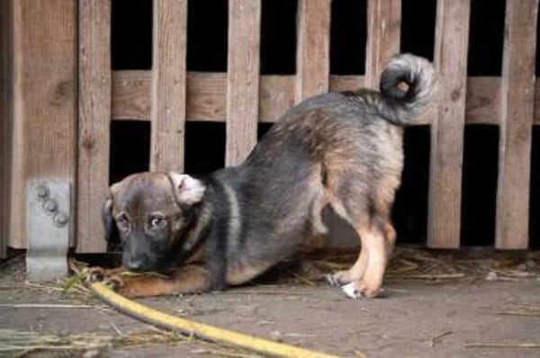 RAVI * hinreißender Prinz vom Hof