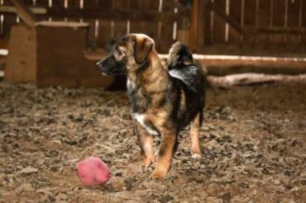 RAVI * hinreißender Prinz vom Hof