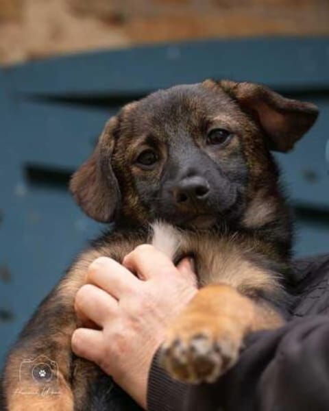 RAVI * hinreißender Prinz vom Hof