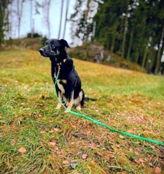 Buddy wurde bisher nur rum gereicht