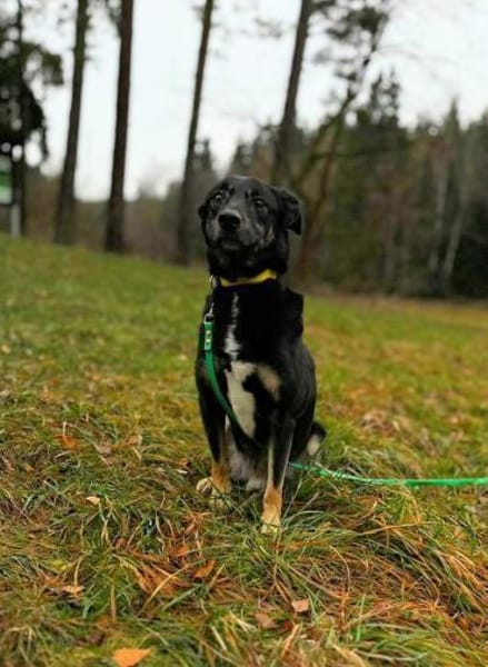 Buddy wurde bisher nur rum gereicht