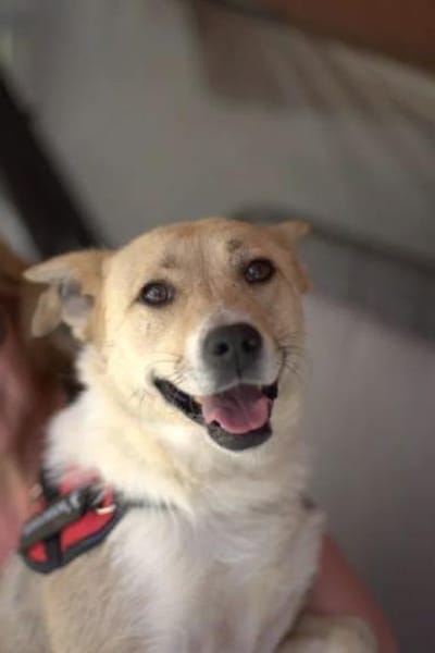 GINA - ein Sonnenschein!