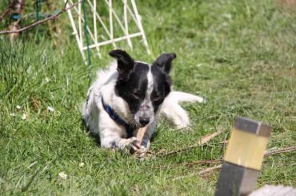 ALICE - sucht ihr Wunderland!