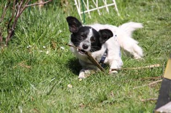 ALICE - sucht ihr Wunderland!