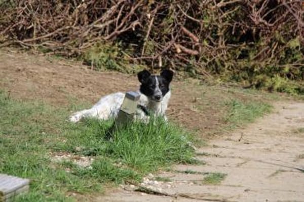 ALICE - sucht ihr Wunderland!