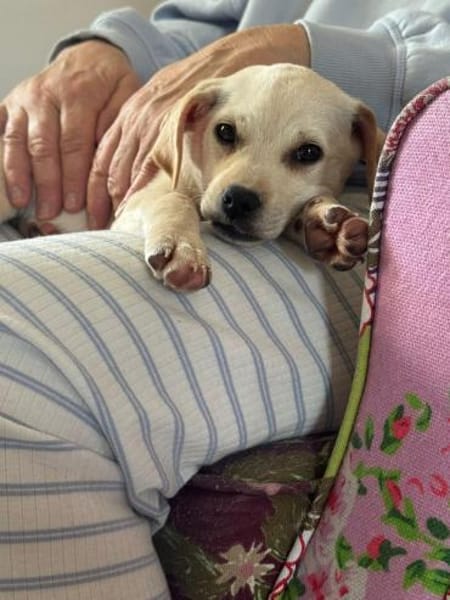 Enja kleines Hündchen mit großen Herz