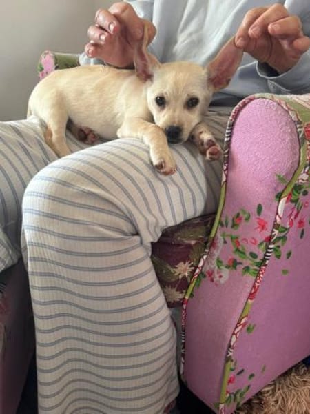 Enja kleines Hündchen mit großen Herz