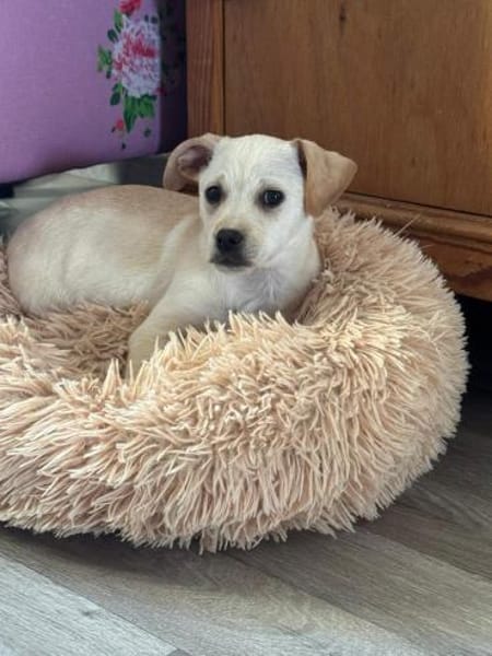 Enja kleines Hündchen mit großen Herz