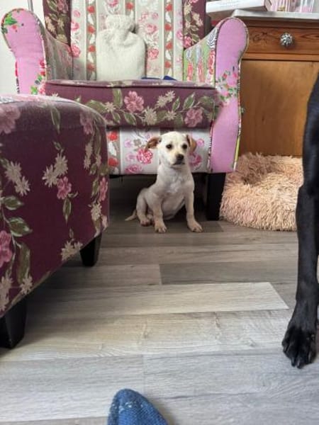 Enja kleines Hündchen mit großen Herz