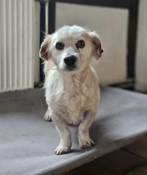 AMIGO - sehnt sich nach Kuscheleinheiten